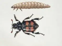 Escuadras