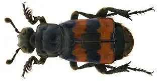 Escuadras