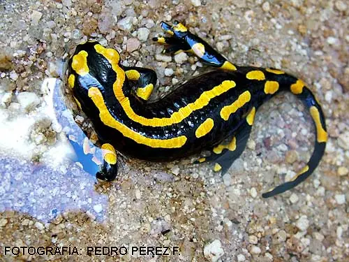 Increíble!, Naturaleza en Cámara Lenta