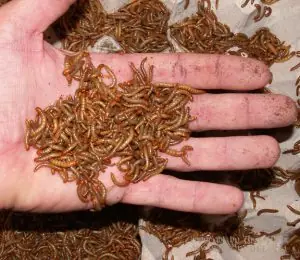 insectos
