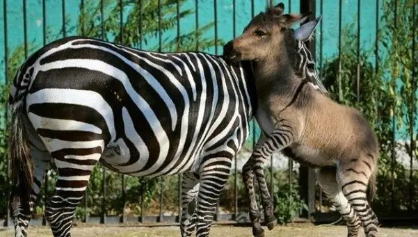 Un extraño visitante nuevo en un zoo de Crimea: el ceburro