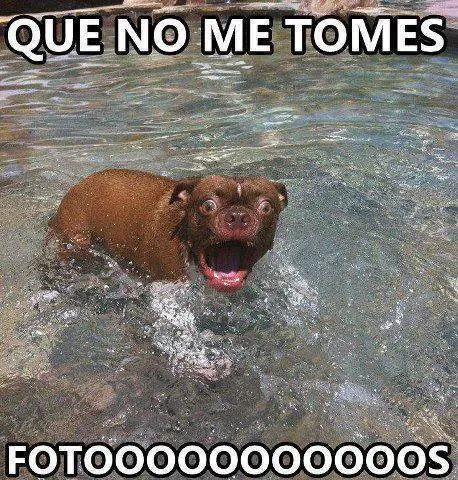 chicos
