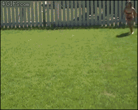 Gifs