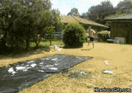 Gifs