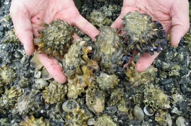 Datos curiosos que debes saber. ♂