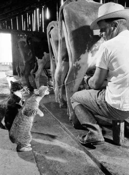 humor absurdo