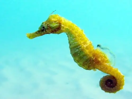 Datos curiosos que debes saber. ♂