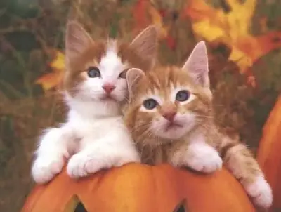 Noticias: Será juzgado por comer gatos