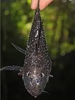 insectos