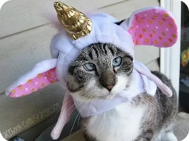 felinos