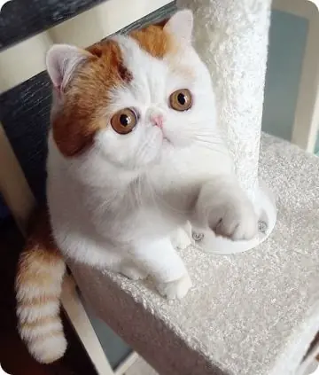 Gifs