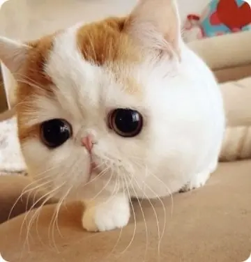 felinos
