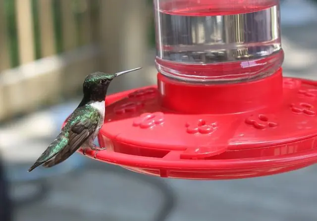 Mantis religiosa atrapa a un colibrí