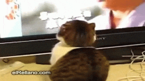 gatos