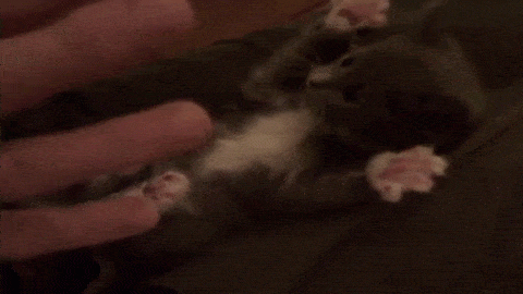 gatos