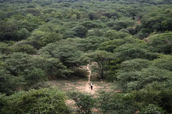 Este hombre creó todo un bosque solo