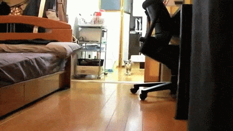 Gifs
