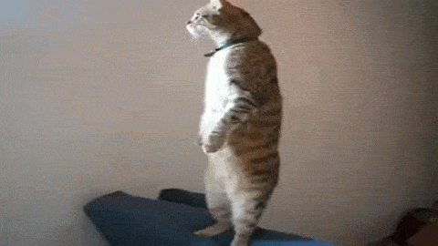 felinos