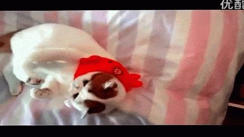 gatos