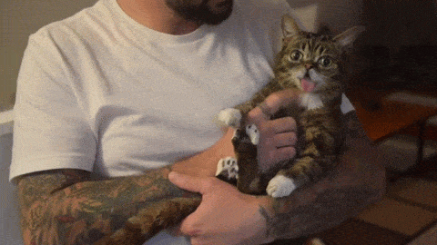 Gifs