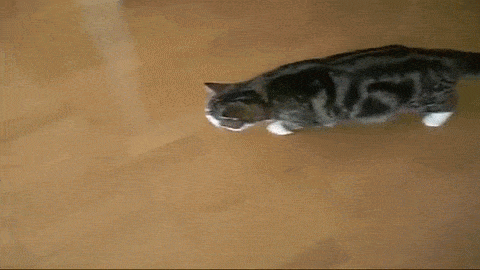 Gifs