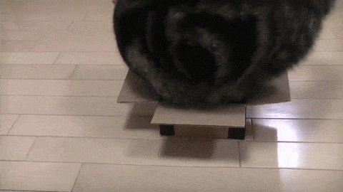 gatos