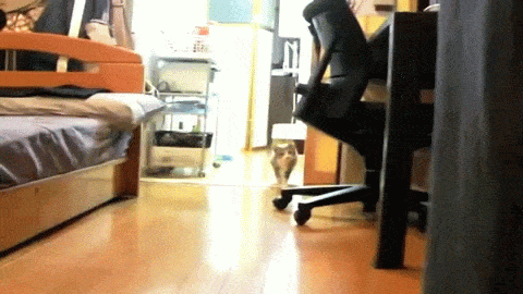 felinos