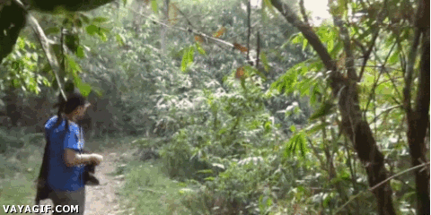 gifs animados