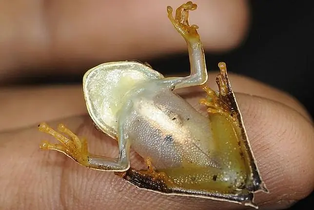 Descubren un paraíso con 46 nuevas especies en Surinam