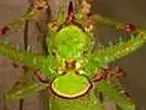 ranas