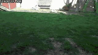 Gifs