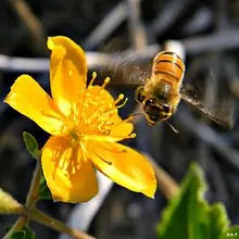 Alimentación mundial: riesgo por declive de las abejas