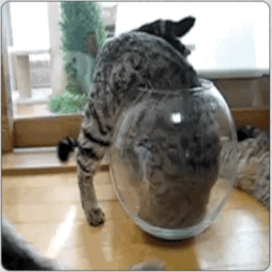 gatos