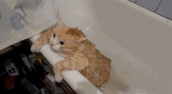 gatos