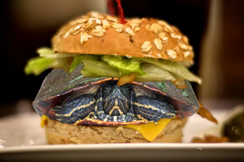Disfraza una tortuga de hamburguesa para viajar en avión