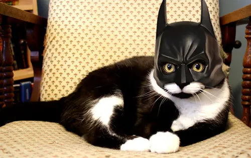 gatos