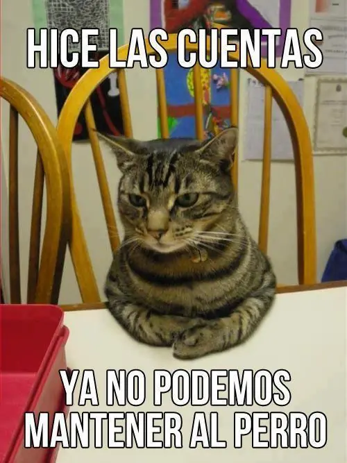 Gatos,gatos everywhere...