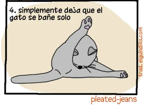 gatos