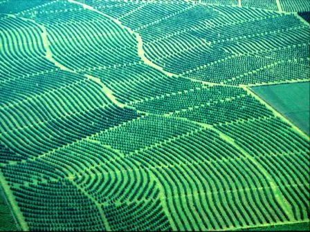 agricultura en riesgo