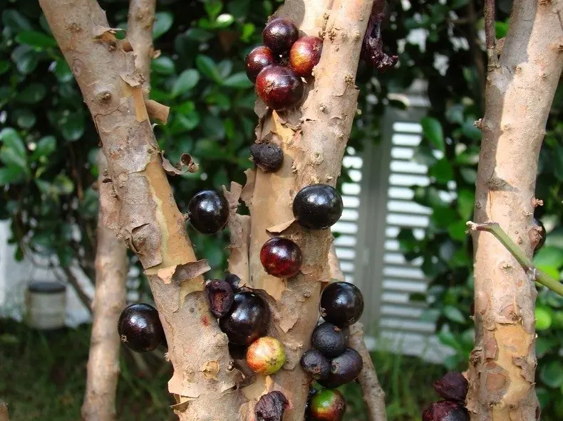 jauticaba