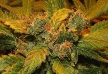 marihuana