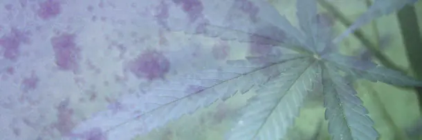 investigacion