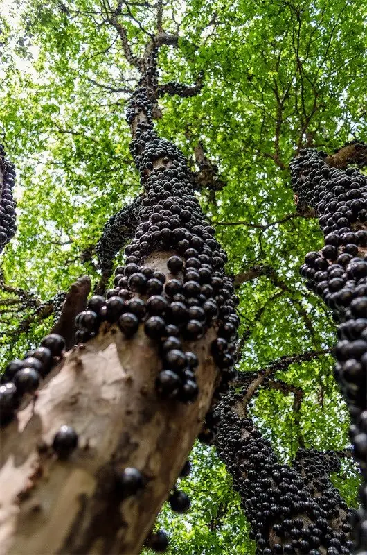 El guapurú: el árbol de que da frutos en su tronco