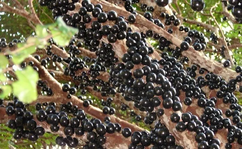 jauticaba