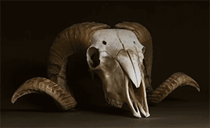 7 gifs