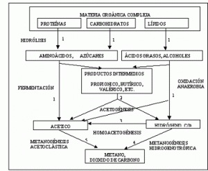 Biodigestor casero
