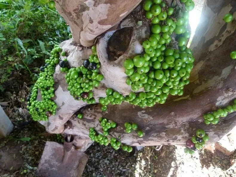 arboles frutales