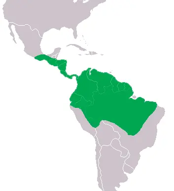 caiman