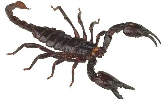 insectos