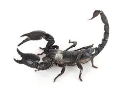 bichos